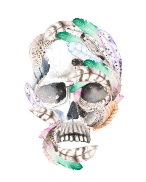 Skull with watercolor feathers illustration, hand drawn isolated on a white background
