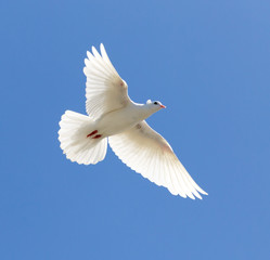 white dove on a blue sky