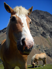 Curious wild horse, mountain rocky panorama in background, clear blue sky, Italy