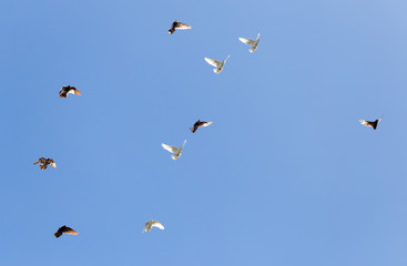 flock of pigeons on blue sky