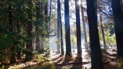 Forest (Yosemite)