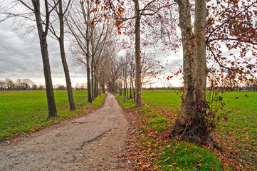 Viale di campagna in autunno 