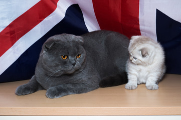 kitten of British breed
