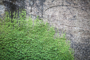 Plants growing on rock