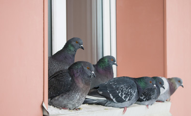 Pigeons in winter on the windowsill