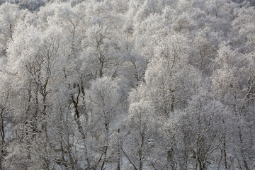 Russia, the Caucasus Mountains, Kabardino-Balkaria. Early in the morning all the trees in the woods covered with frost due to frost.