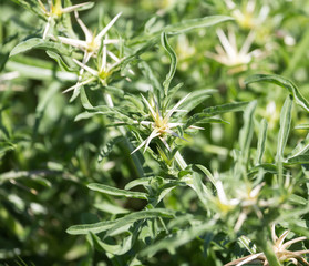 prickly plant in nature