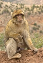 Naklejka premium Monkey in the Cedar Forest of Morocco, Africa
