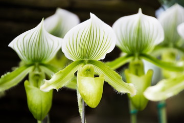 Paphiopedilum orchid in Doi Tung, Chiang Rai, Thailand