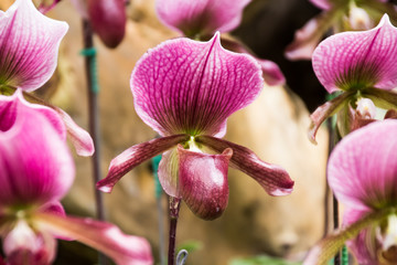 Paphiopedilum orchid in Doi Tung, Chiang Rai, Thailand