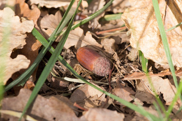 acorn on the ground