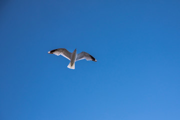 Möwe mit weißen Flügeln fliegt vor blauem Himmel