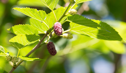 mulberry on tree branches