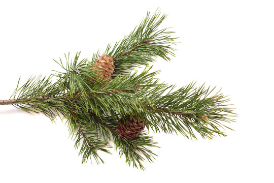 Рine branch with cones on white background