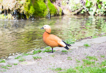 Brown Duck near a stream