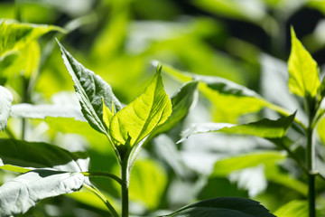 Fototapeta na wymiar green leaves on the plant in nature
