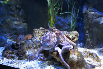 Octopus is resting.
