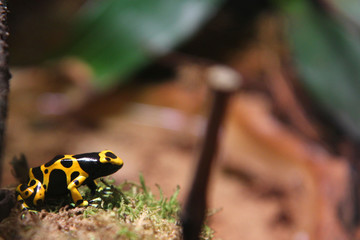 Yellow poisonous forest frog is waiting for a prey.