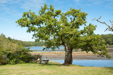 Picknick unter einer alten Eiche am Fluss Blavet, Bretagne, Frankreich
