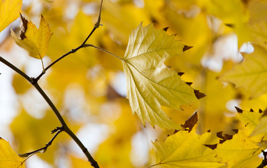 the leaves on the tree in nature in autumn