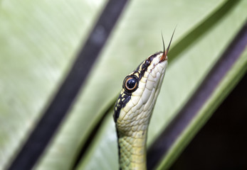 Golden tree snake show tongue. Chrysopelea ornata