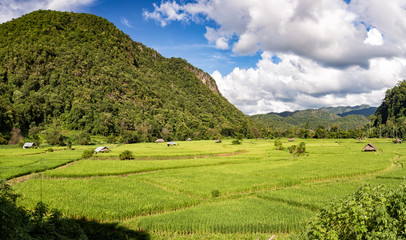 Fototapeta na wymiar Rice farm landscape on day noon light.