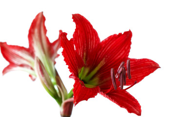 Fototapeta premium Closeup of a beautiful red flower called mother-in-law and daughter-in-law 1