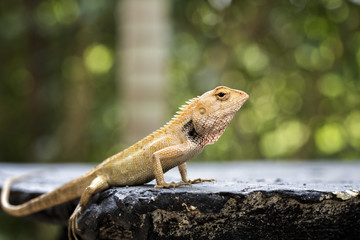 Calotes emma tree dragon