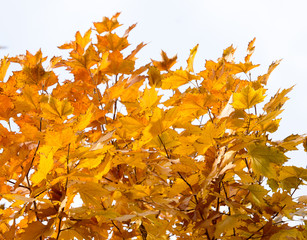 the leaves on the tree in nature in autumn