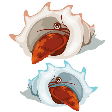 Red lobster peeking out of shell. Vector isolated