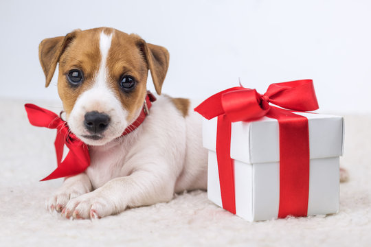 Christmas Present Dog Images – Browse 50,007 Stock Photos, Vectors
