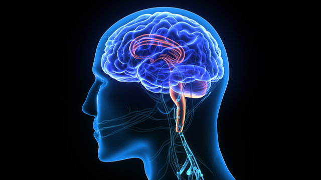 3d illustration human body brain