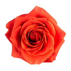 Naklejka premium Bud of a scarlet rose