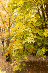 Naklejka premium the leaves on the tree in nature in autumn