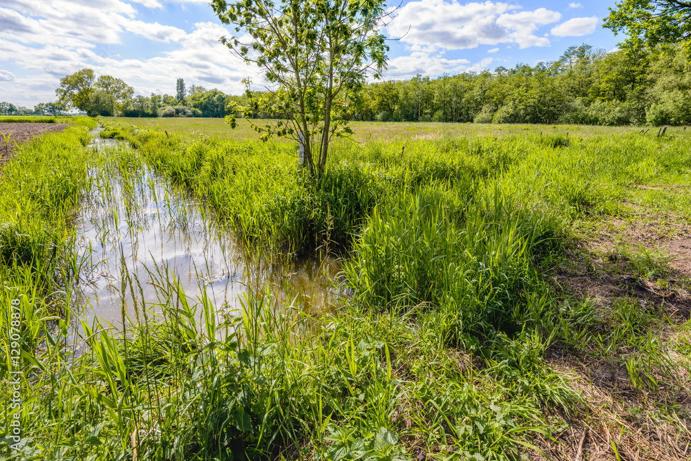 Wall mural Backlit image of a small stream in a Dutch polder landscape