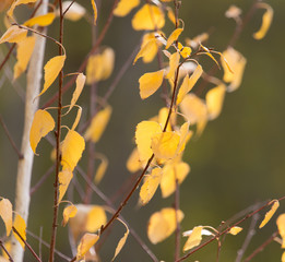 yellow leaves on the autumn nature