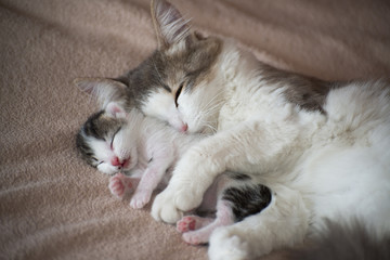 Fototapeta na wymiar Cat sleeping with kitten and hugs him