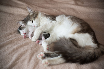 Cat sleeping with kitten and hugs him