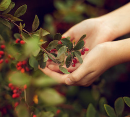 The berries of barberry in children's hands. The care of plants.