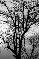 Wooden ladder on sparse tree in front of cloudy sky