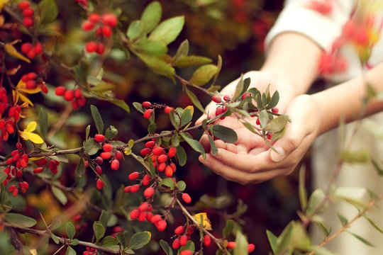 The berries of barberry in children's hands. The care of plants.