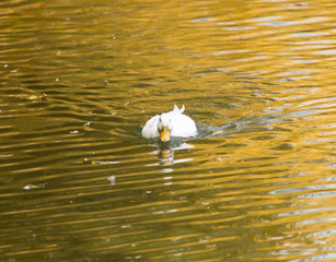 white duck on the lake in autumn