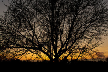 Dense branches in front of warm sunset