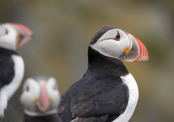 Papageitaucher in Island