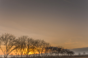 Obraz premium Row of foggy trees in front of warm sunset