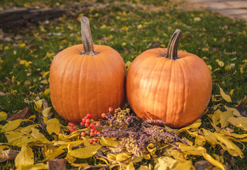 Orange pumpkin in green grass sun bright, top view . Autumn harvest Thanksgiving or Halloween. Beautiful ripe pumpkin closeup on green lawn. Whole pumpkin image for background 