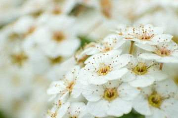White spiraea cluster