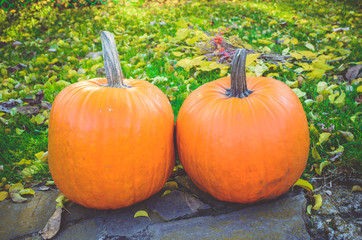 Orange pumpkin in green grass sun bright, top view . Autumn harvest Thanksgiving or Halloween. Beautiful ripe pumpkin closeup on green lawn. Whole pumpkin image for background or banner.