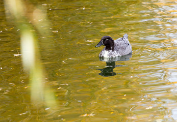 duck on the lake in autumn