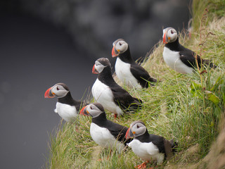 Fototapeta premium Papageitaucher in Island